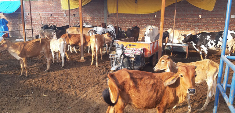 Top Cowshed in Moradabad