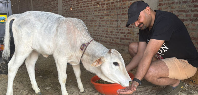 Cow Adoption Programme