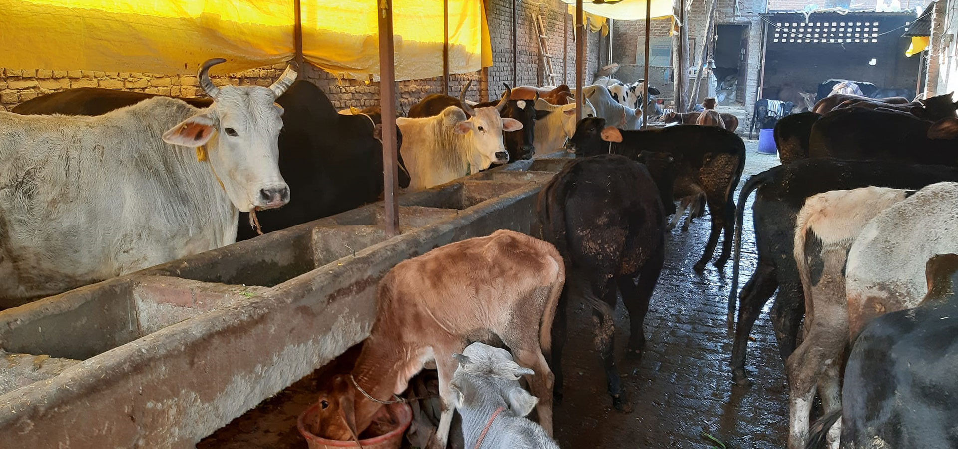 protect and care for cows in moradabad